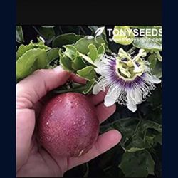 Passion Fruit Purple 1 Gallon Plant Fully Grown