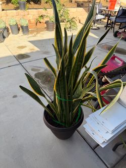Golden flame snake plant