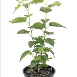 1 Gallon 2 Feet BlackBerry Fully Rooted Plant