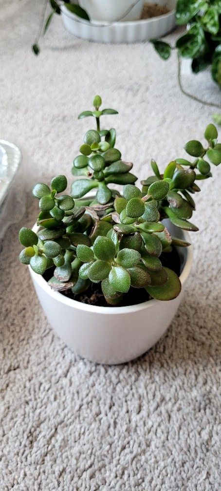 Jade Plant