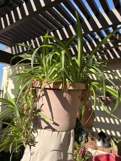 Varigated Spider Plant $10