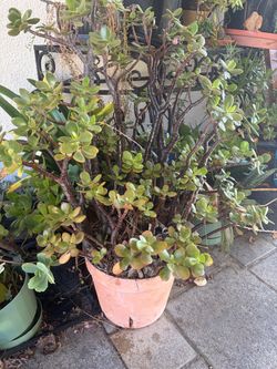 Jade plants, three different plants