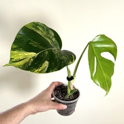 Monstera Aurea 