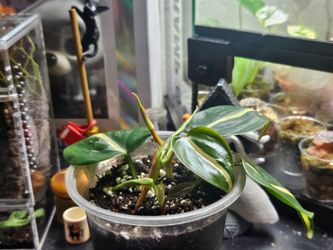 Philodendron carnival