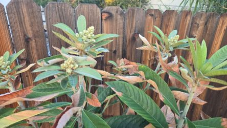 Loquat Tree