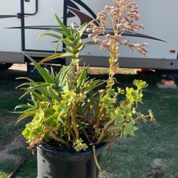 Plants