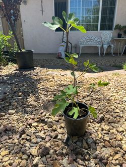 Fig /Higo tree
