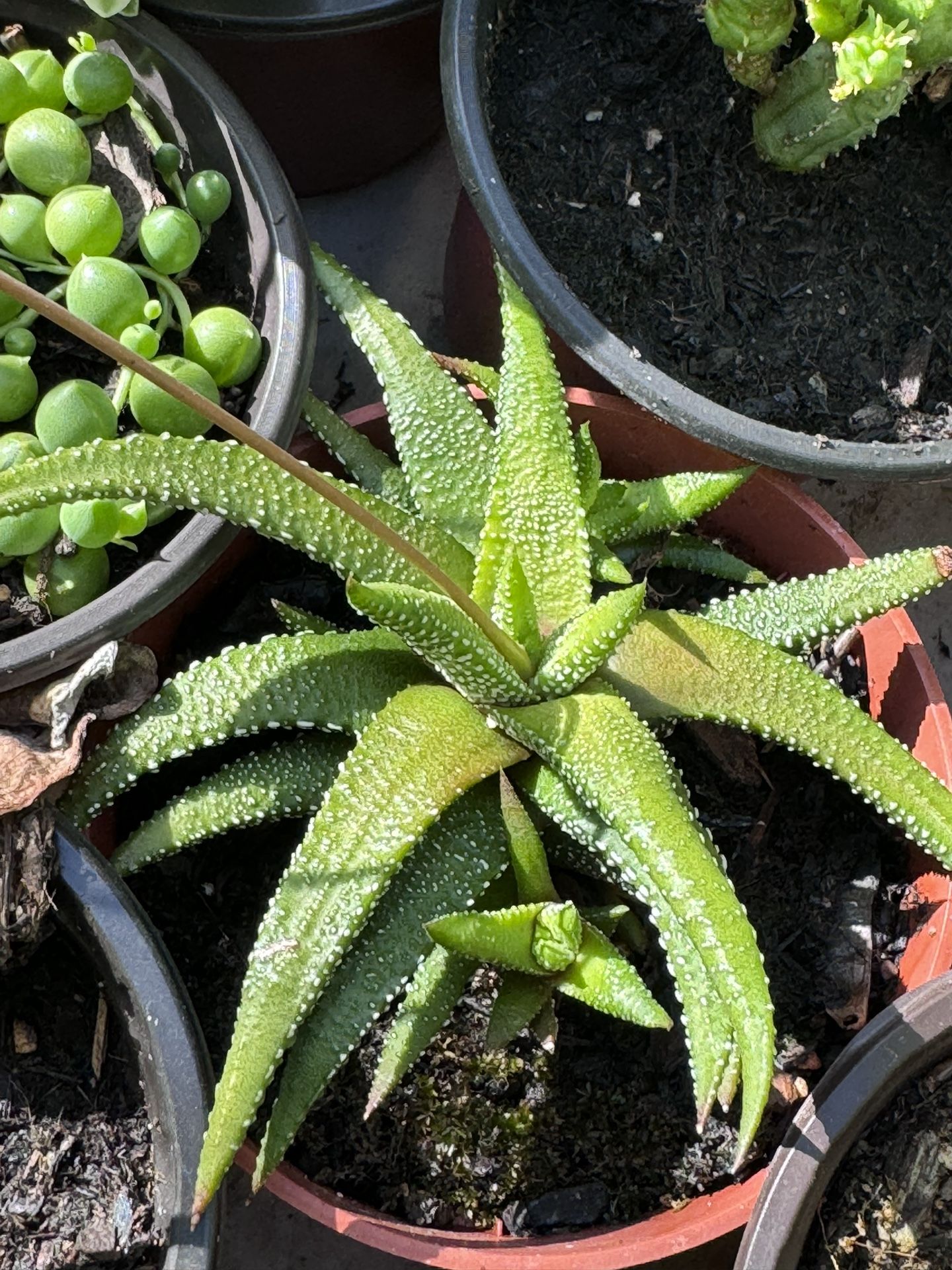 Cactus And Succulents 4”pot