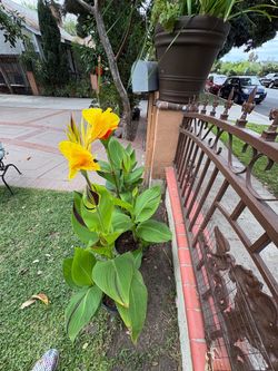Red and yellow plants