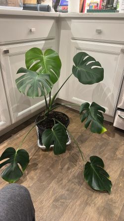 Large Monstera - Potted