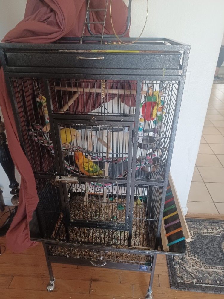 Bird Cage