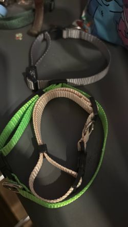 Cane corso collars