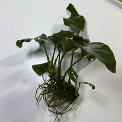 live freshwater aquarium plants Anubias