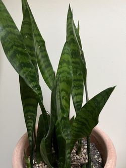 Live Mother In Law Tongue, Also Known As Snake Plant Or Sansevieria Black Coal