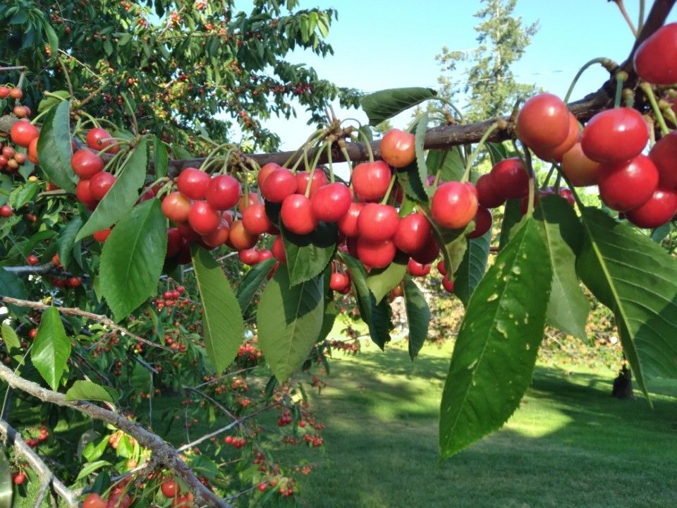 Free Cherries