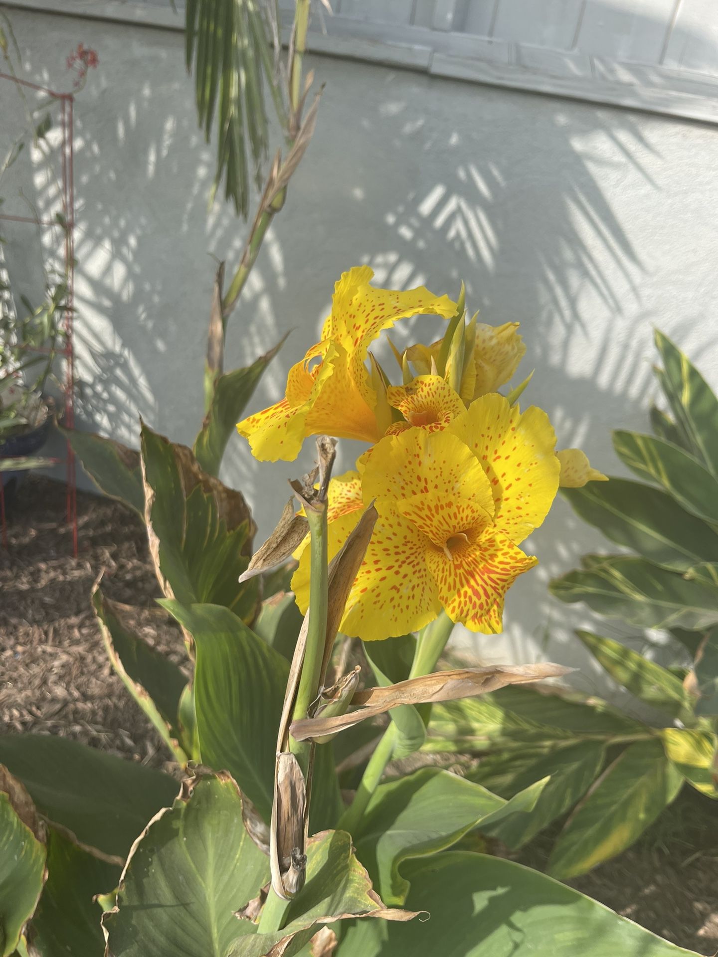 Cannas Yellow With Red Speckles