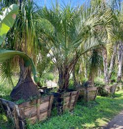 Botle Palm