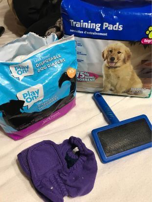 Supplies For Puppy Or Small Dog