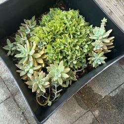 Variation Of Succulents 