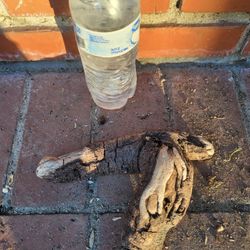 Driftwood
