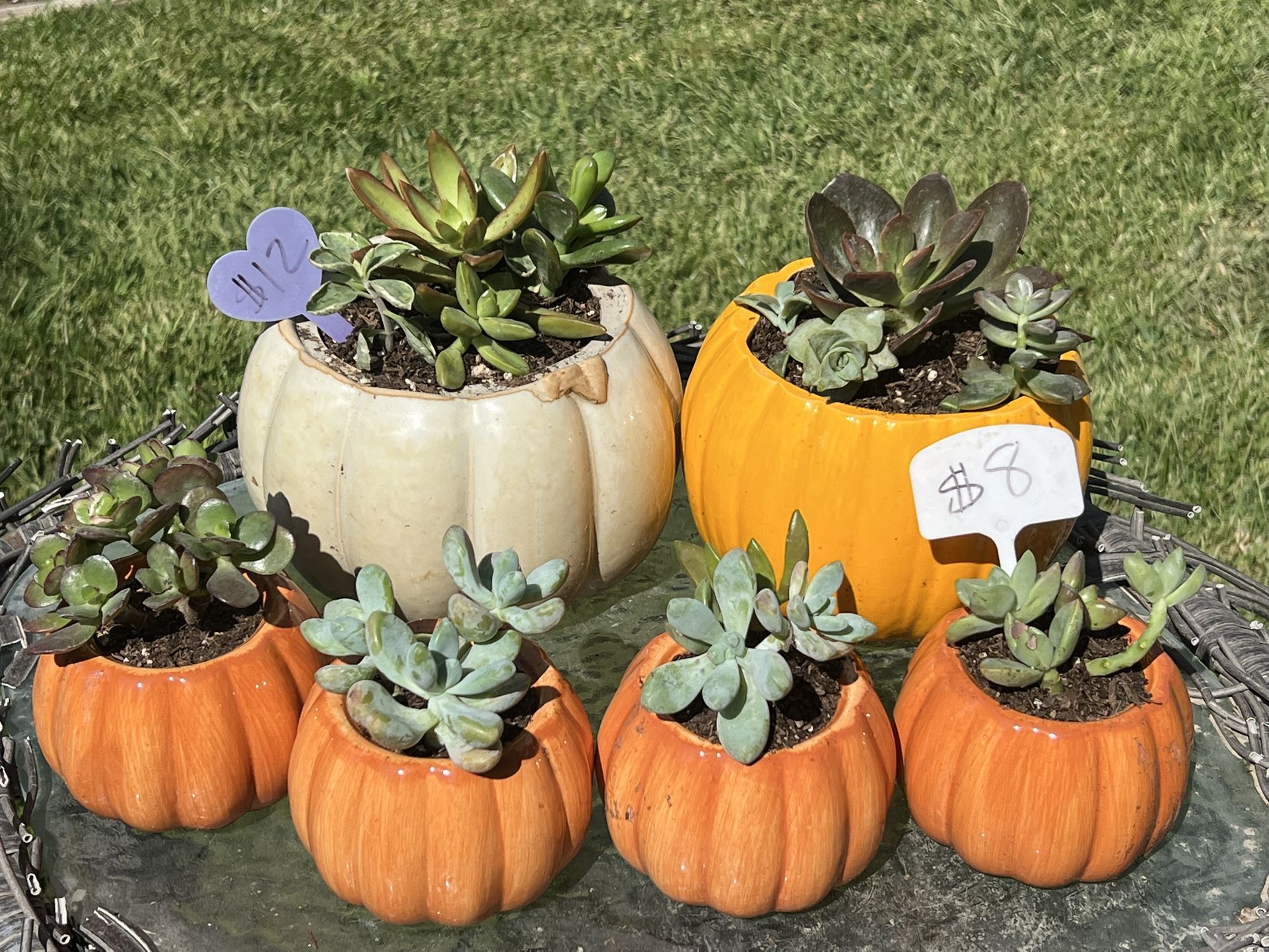 Cute Succulent Planters