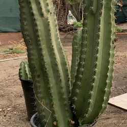 CACTUS  🌵 Plant 8