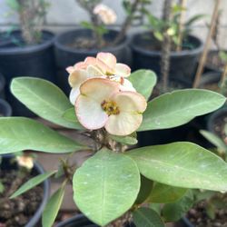 Crown Of Thorns Plant, Corona De Cristo Planta