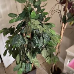 Plants