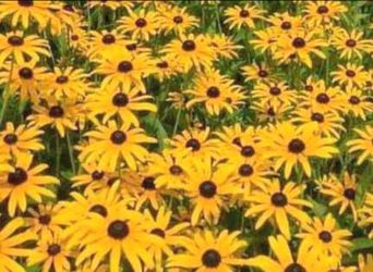 Black Eyed Susan Perennial Plants