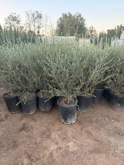 Olive trees 15 gallons