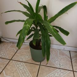 Dracaena- small plant