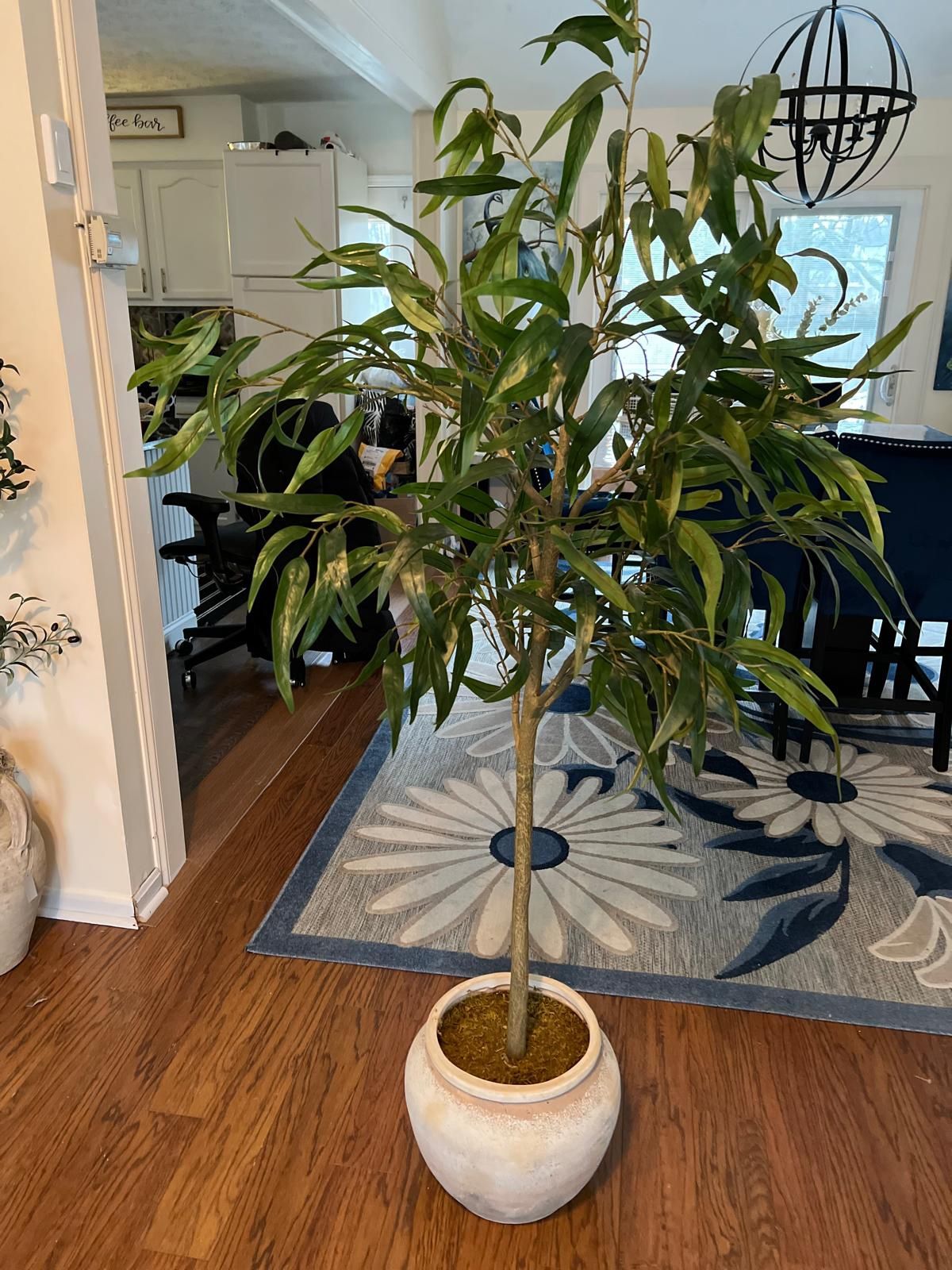 Weeping Eucalyptus Tree