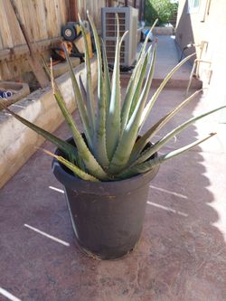 Aloe plant in 25 gallon pot