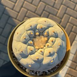 Super White Orange Wool Rare Beautiful Cactus Plant 