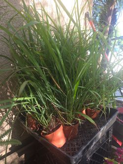 Lemon grass plant