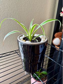Spider Plant