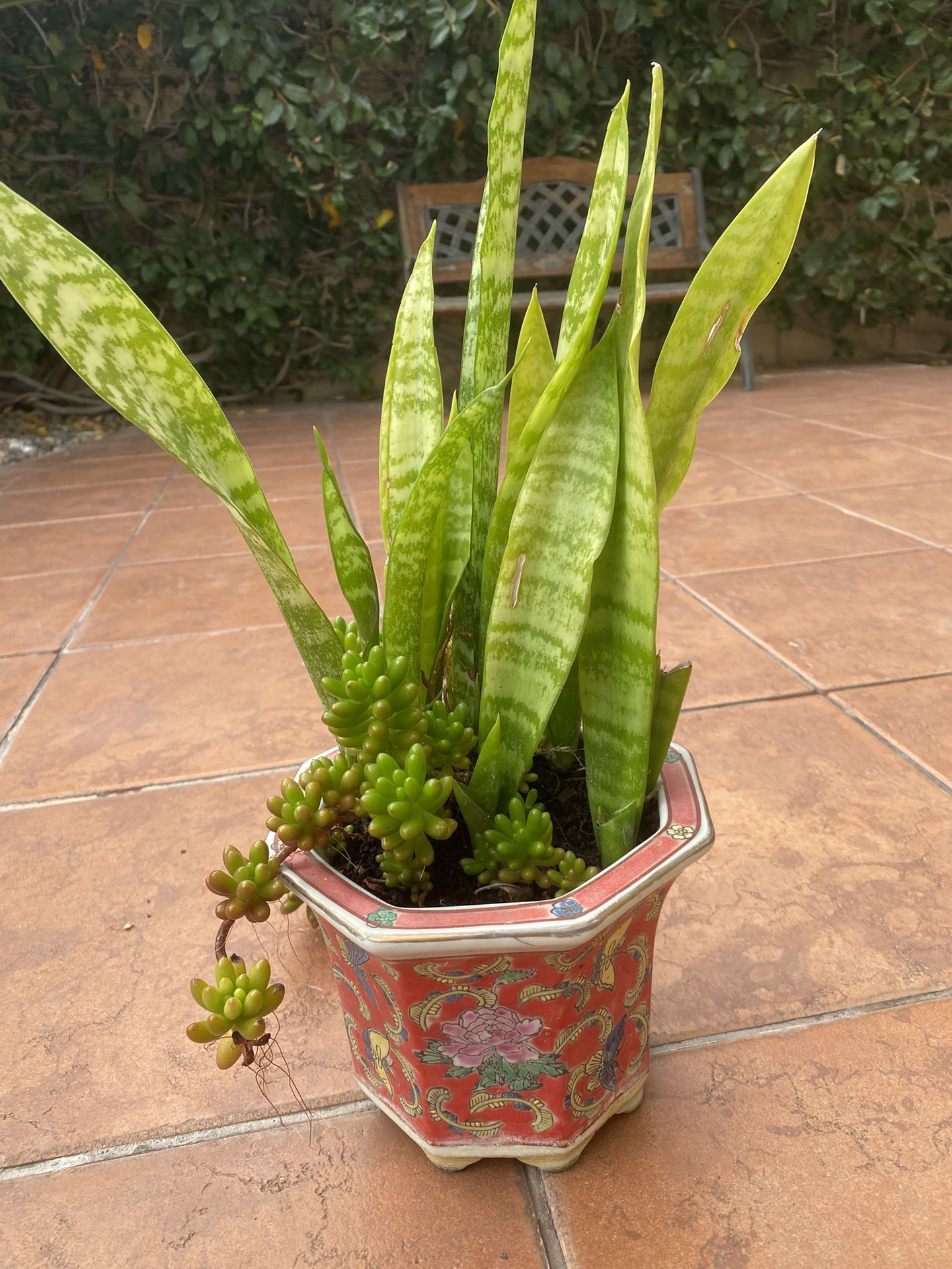 Sansevieria Plant With Jelly Bean Succulent