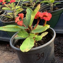  Crown of Thorns Queen Millionaire Euphorbia Milii Hybrid