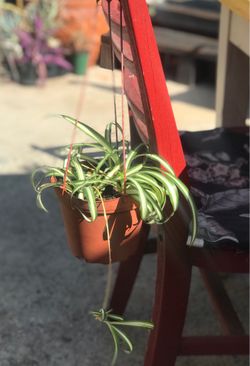 $6 Hanging spider plant