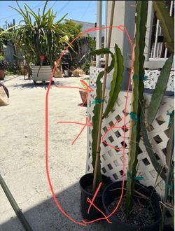 Dragon Fruit Plant -Dark Star variety over 2ft