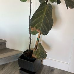 Beautiful Fiddle Leaf Tree with Modern Concrete Vase 