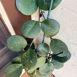 Hoya Obovata With Silver Splash (Northridge)