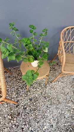 Oregano Orejon