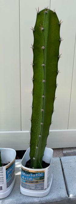 PRICKLY CACTUS 🌵 CACTUS 🌵