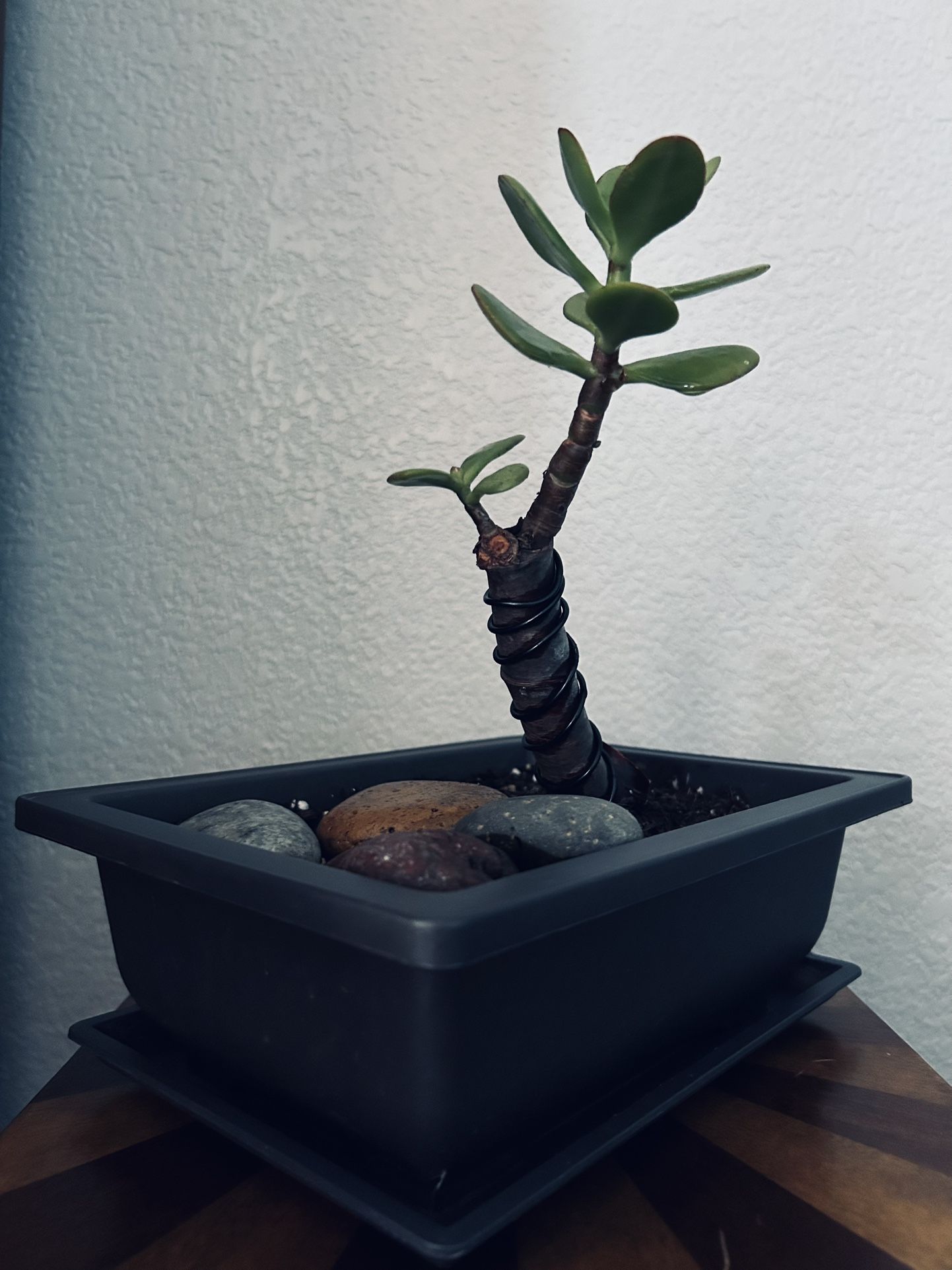 Jade Bonsai Moving Sale