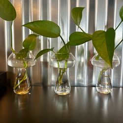 Small Glass Mushroom Propagation Vase with Plant