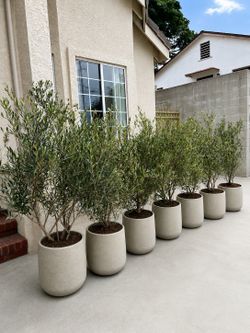 Fruitless olive trees 6ft in pot Landscape Plants Ferns succulents palms grass pots