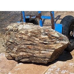 Large Arizona Petrified Wood Log. 140lbs 