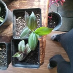 2 Purple Heart Vines 