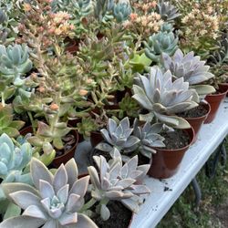 Cactus and Succulent’s 🌵